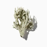 Oakmoss duftnoter