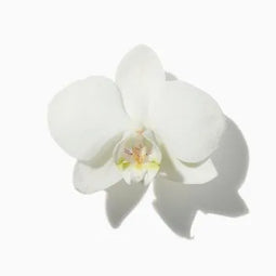 Orchid