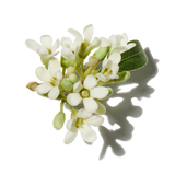 Osmanthus duftnoter