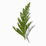 Pine duftnoter