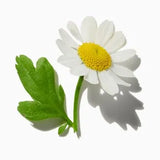 Pink Daisy duftnoter