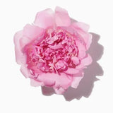 Pink Peony duftnoter