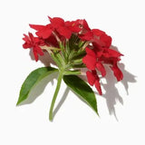 Rangoon Creeper duftnoter