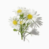 Roman Chamomile duftnoter