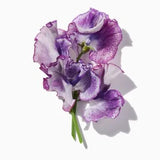 Sweet Pea duftnoter