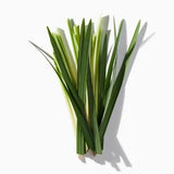 Tarragon duftnoter