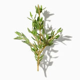 Thyme duftnoter