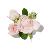 Turkish Rose duftnoter