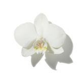 Vanilla Orchid duftnoter