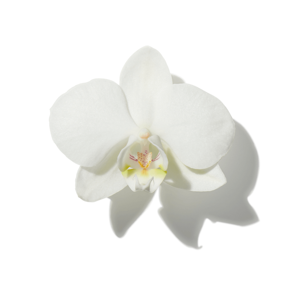 Vanilla Orchid
