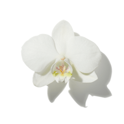 Vanilla Orchid