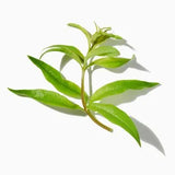 Verbena duftnoter
