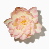 Water Lily duftnoter