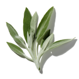 Wild Sage duftnoter
