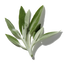 Wild Sage