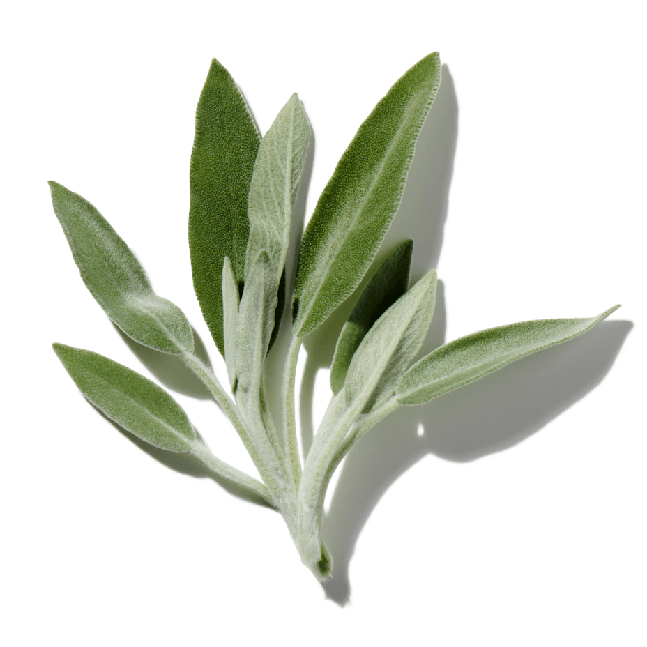 Wild Sage