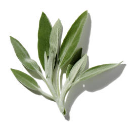 Wild Sage