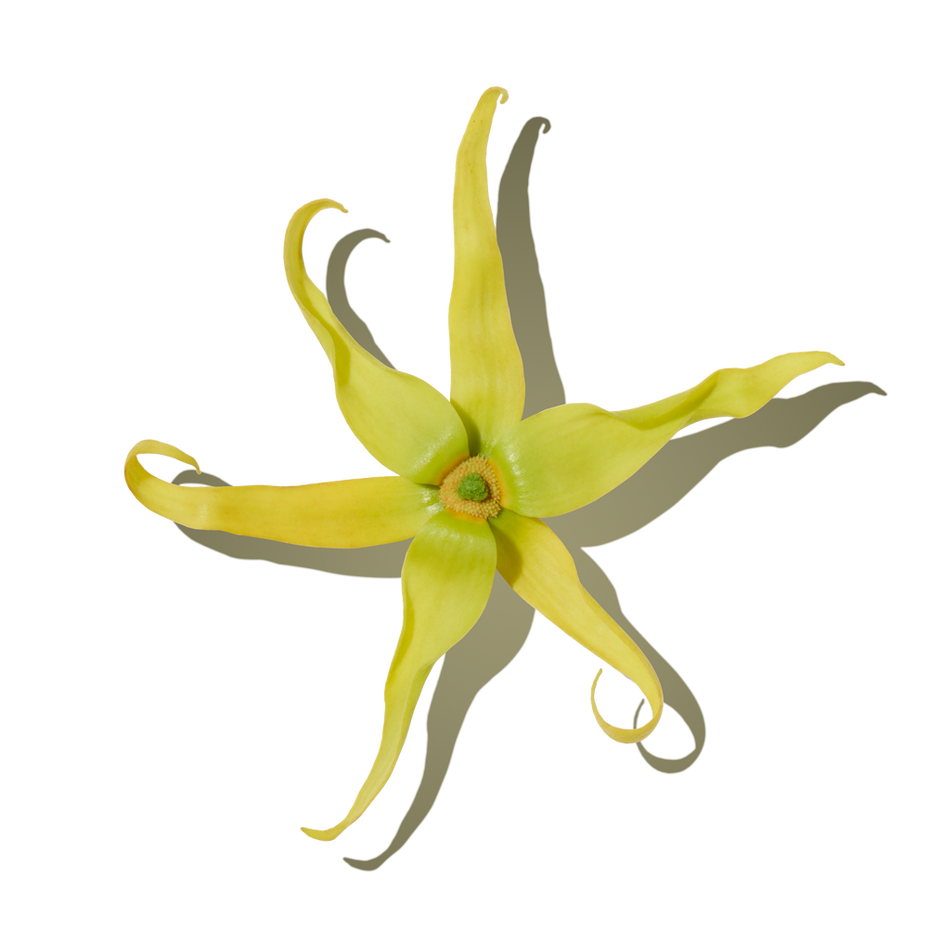 Ylang Ylang