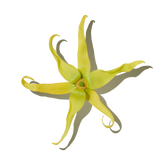 Ylang Ylang