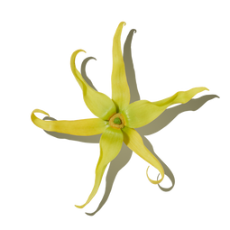 Ylang Ylang